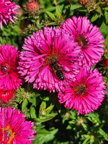 Bee on a flower