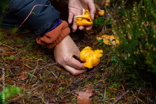 Foraged chanterelle mushrooms in Scotland