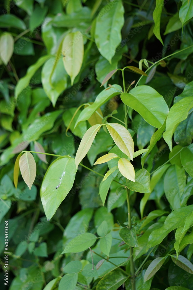 Obraz premium The leaves of gnetum gnemon (also called gnemon, melinjo, belinjo, kuliat, culiat, bago, bigo and padi oats, paddy oats) leaves with a natural background