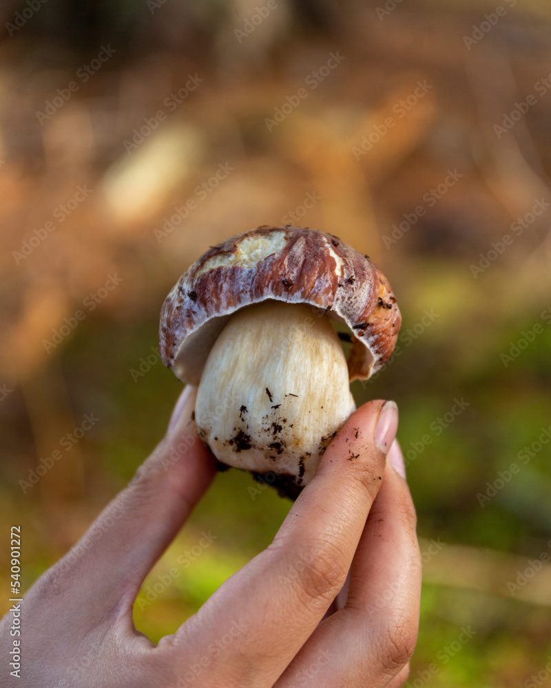 Foraged cep mushroom in Scotland Foraged cep mushroom in Scotland