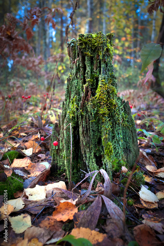 Rotten fallen tree covered in green moss. Vertical photo of a tree stump
