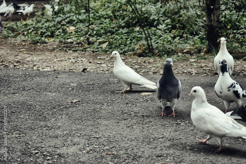 Fototapeta premium Pigeons on the street