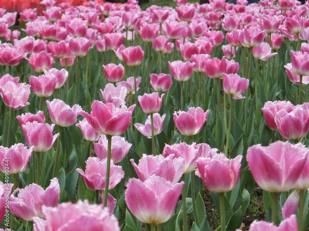 チューリップその４