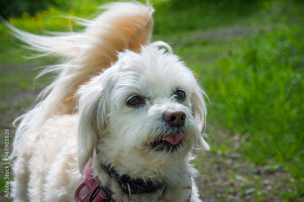 In the spring, a lapdog dog stands in the grass on the street.