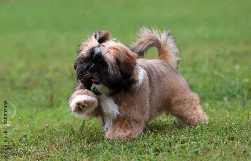 Cute and fluffy Shih Tzu puppy having fun playing on grass