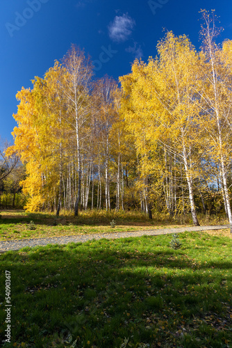 Birch trees in autumn forest