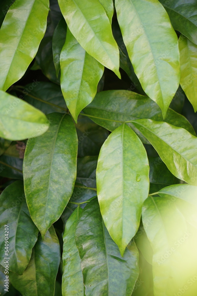 The leaves of gnetum gnemon (also called gnemon, melinjo, belinjo, kuliat, culiat, bago, bigo and padi oats, paddy oats) leaves with a natural background The leaves of gnetum gnemon (also called gnemon, melinjo, belinjo, kuliat, culiat, bago, bigo and padi oats, paddy oats) leaves with a natural background