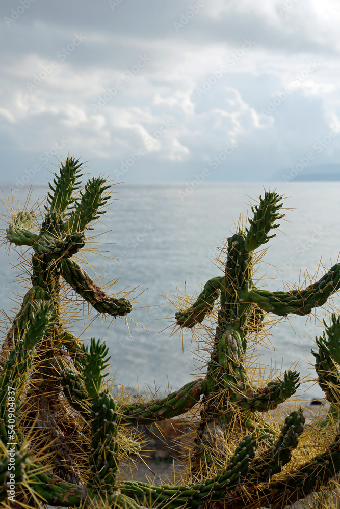 Prickly cacti on a rocky seashore. Against the backdrop of water, sky and mountains. Prickly cacti on a rocky seashore. Against the backdrop of water, sky and mountains.