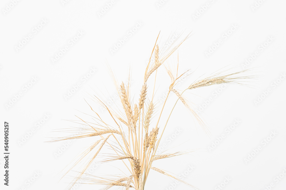 Ears of rye and wheat, a bouquet of spikelets Ears of rye and wheat, a bouquet of spikelets