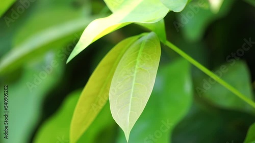 The leaves of gnetum gnemon (also called gnemon, melinjo, belinjo, kuliat, culiat, bago, bigo and padi oats, paddy oats) leaves with a natural background photo