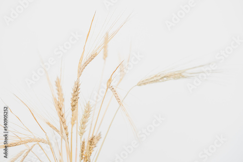 Ears of rye and wheat  a bouquet of spikelets