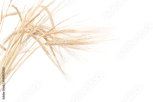 spikelets - isolate on a white background. spikelets of wheat.