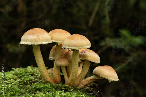 beautiful mushroom in the forest © klickit24