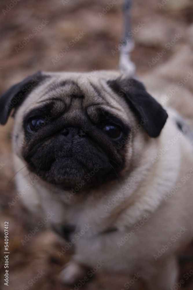 pug dog portrait pug dog portrait