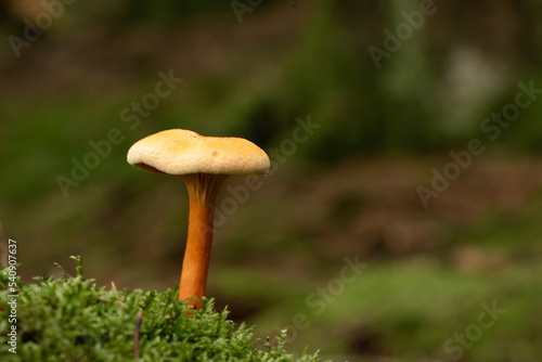 beautiful mushroom in the forest