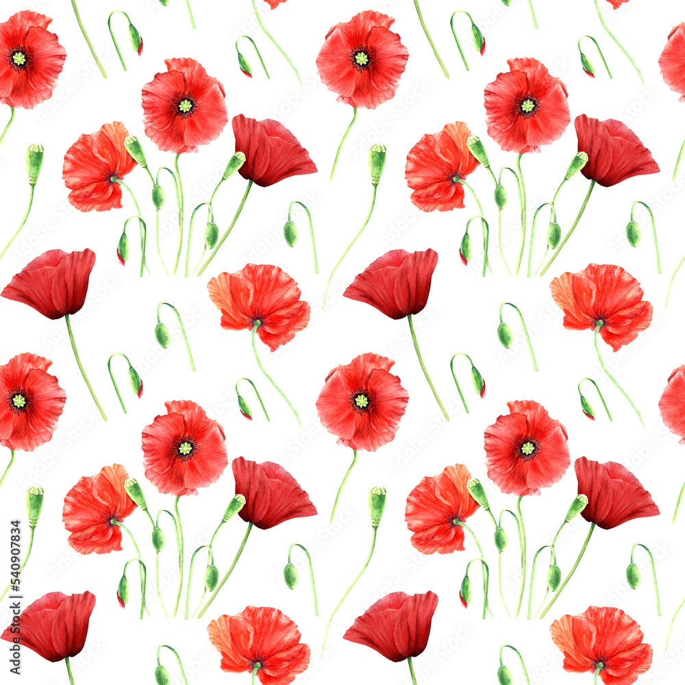 Seamlesss pattern with wild poppies isolated on white background Seamlesss pattern with wild poppies isolated on white background