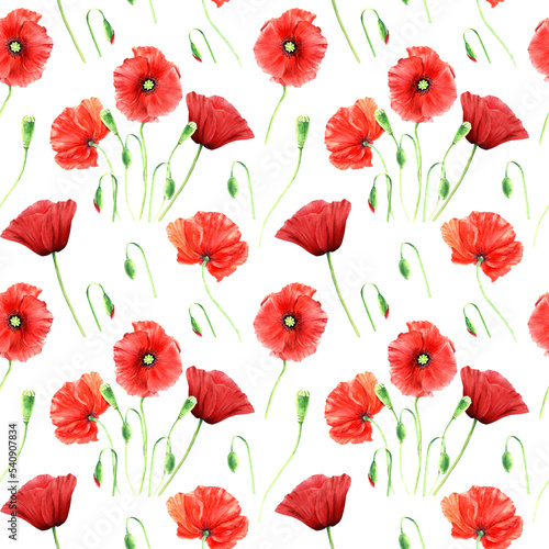 Seamlesss pattern with wild poppies isolated on white background