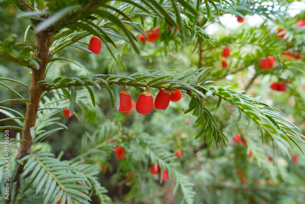 Bright red berries of taxus baccata in November