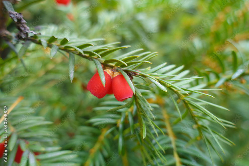 Two red berries of taxus baccata in November