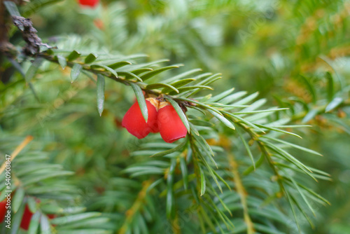 Two red berries of taxus baccata in November