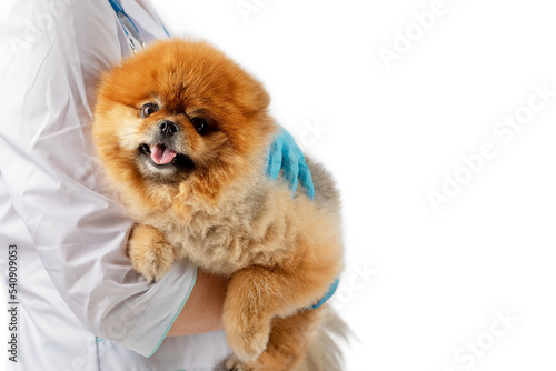 pomeranian puppy on white in veterinary clinic