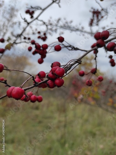 red berries of haw on a branch