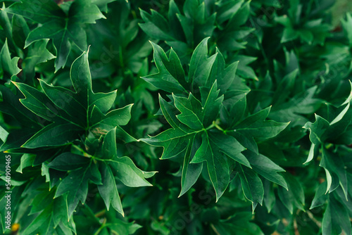 Sharp keen tips of bush leaves of dark green color. Top view. Plant texture