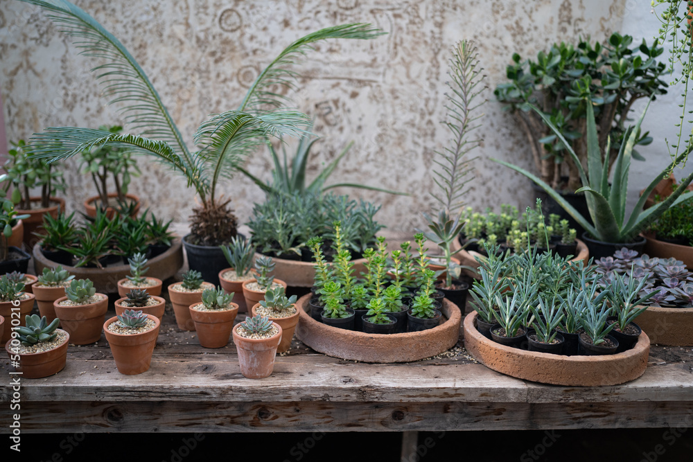 Fototapeta premium Cozy plant store with planter pots on wooden showcase and terracotta pot on floor. Greenhouse with decorative succulent houseplants for sale. Home floral design studio. Small business, garden nursery.