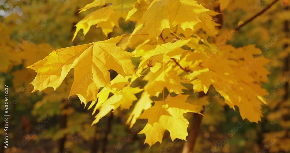 Yellow autumn maple leaves at the autumn day Yellow autumn maple leaves at the autumn day