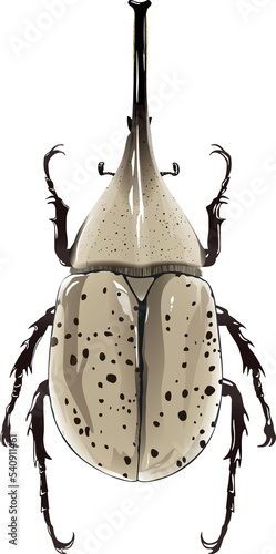 Dynastes granti グラントオオカブト