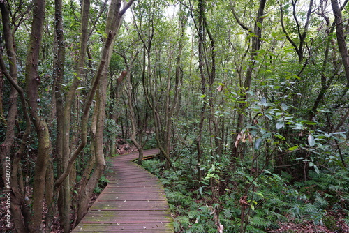 pathway through thick wild forest