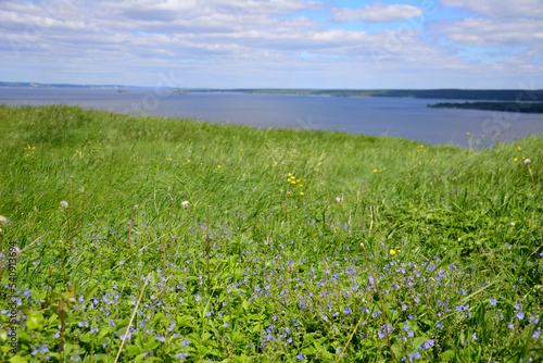 meadow with green grass and little blue flowers with blue river and clouds on horizon