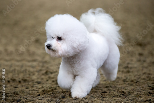Fluffy little white Bichon Frise dog © sue