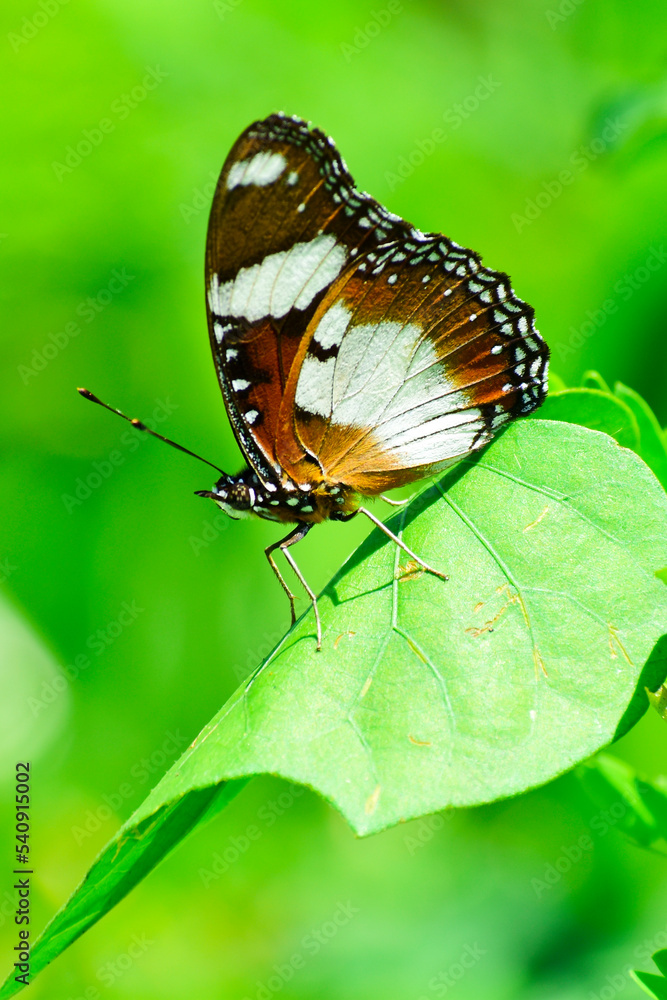 Monarch butterfly on grass leaves in blur background Monarch butterfly on grass leaves in blur background