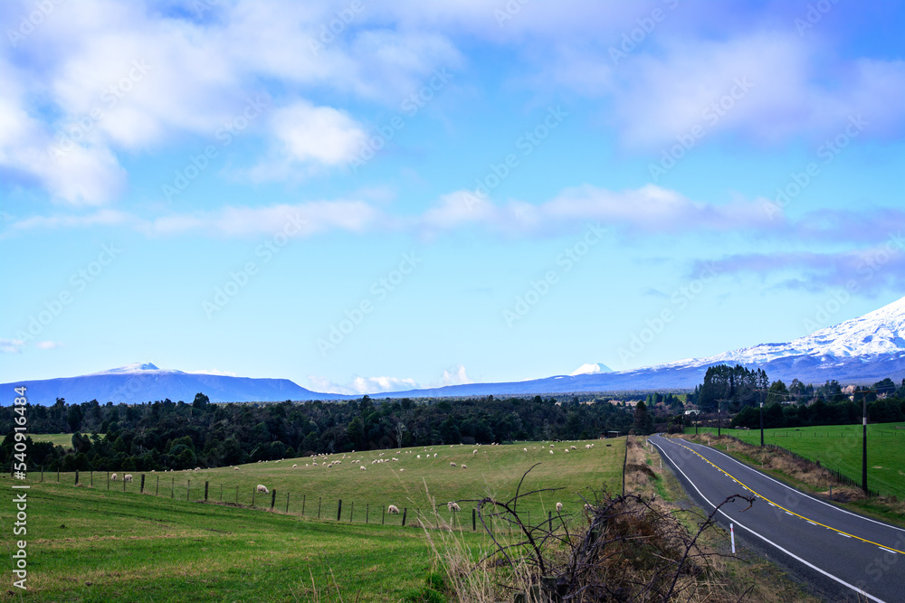 Flock of sheep grazing by an empty highway with snow blanketed peaks of Mt Ruapehu and Mt Ngauruhoe in the background. Tongariro National Park, New Zealand