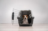 Jack Russell Terrier dog inside a cage for safe transportation with open door.