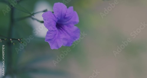Flying honey bee collecting pollen in ruellia flowers
