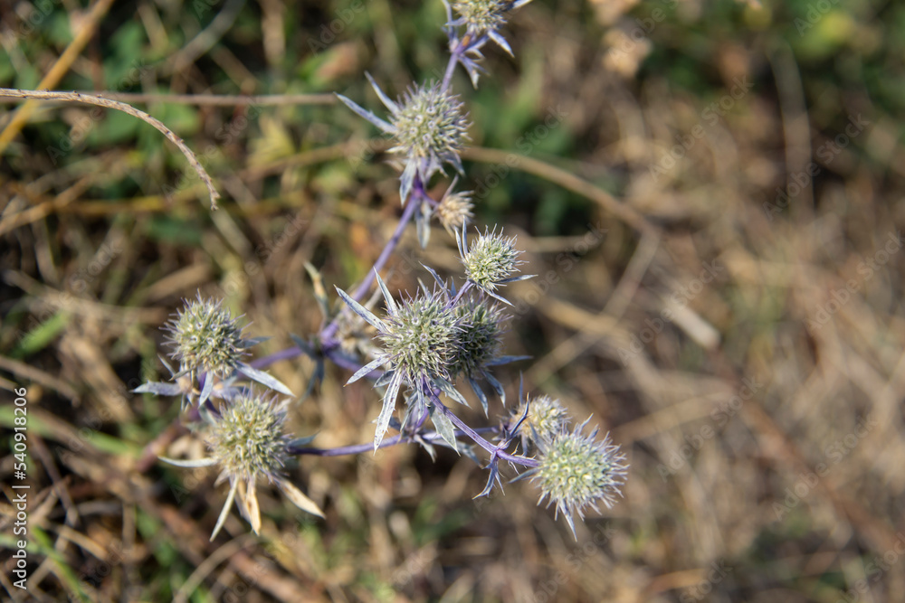 The blue thistle in autumn time. The blue globe thistle blossom flowering and blooming against background. The blue thistle in autumn time. The blue globe thistle blossom flowering and blooming against background.