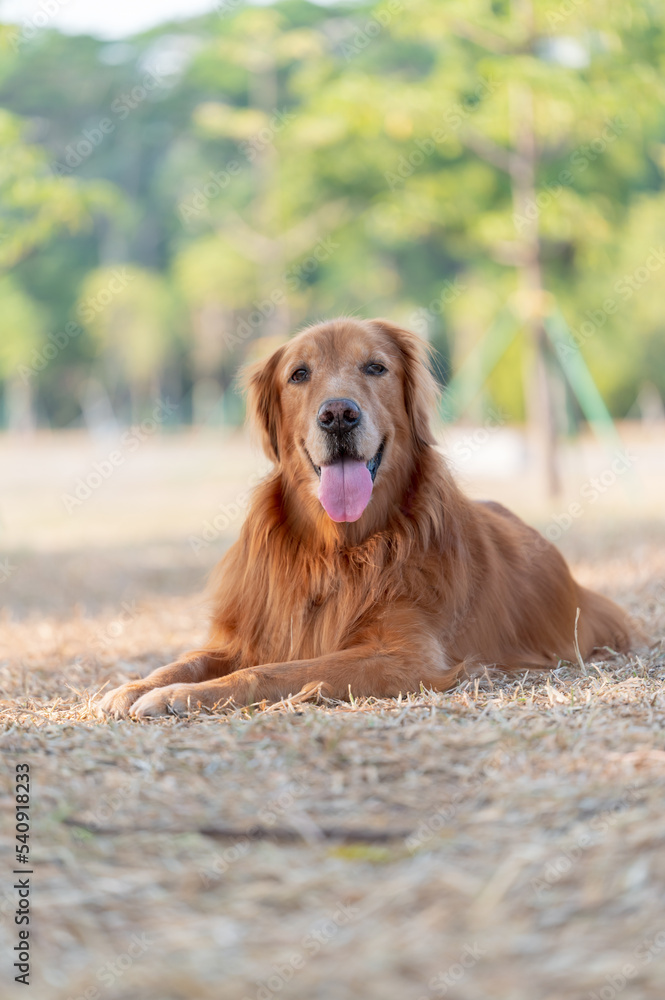 Obraz premium golden retriever lying on dry grass