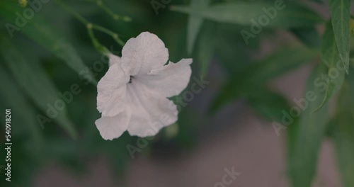 Flying honey bee collecting pollen in ruellia flowers