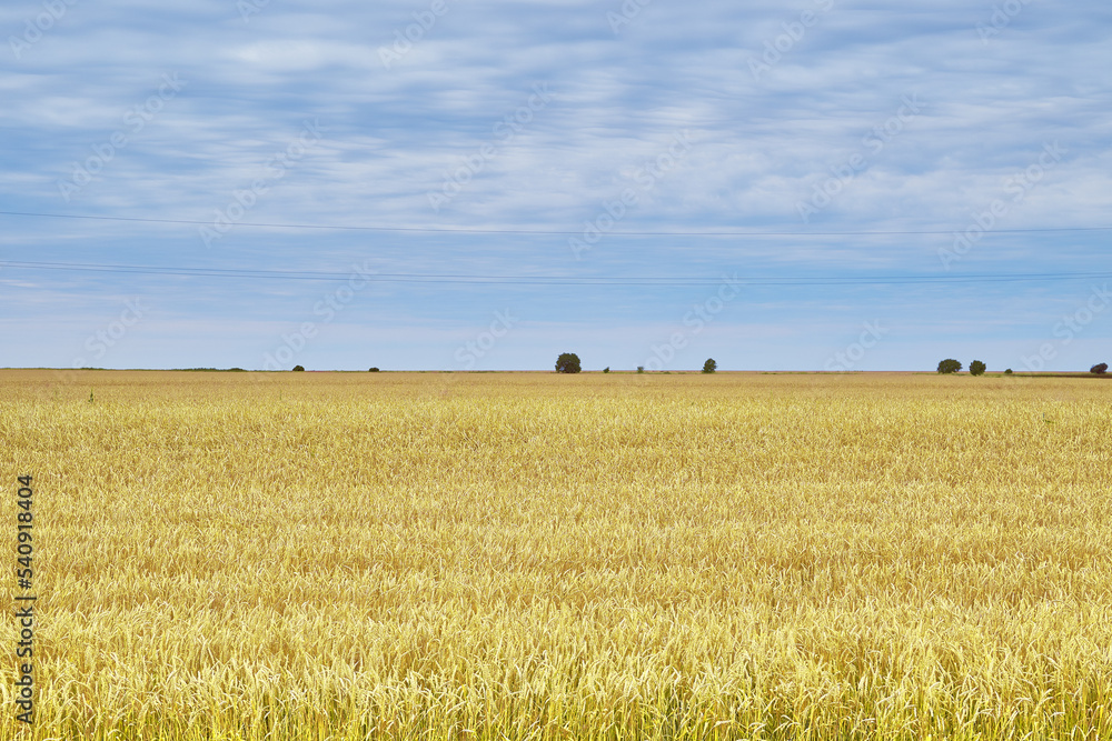 Fototapeta premium a field of ripe yellow wheat against a blue sky