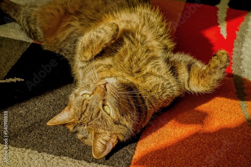 cat lies on its back on carpet in living room and in the sun photo