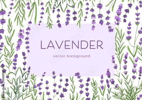 Flower framed card design. Background with lavender blooms, branches. Romantic banner template with delicate purple lavendar, leaves, wild French herbs. Colored hand-drawn vector illustration