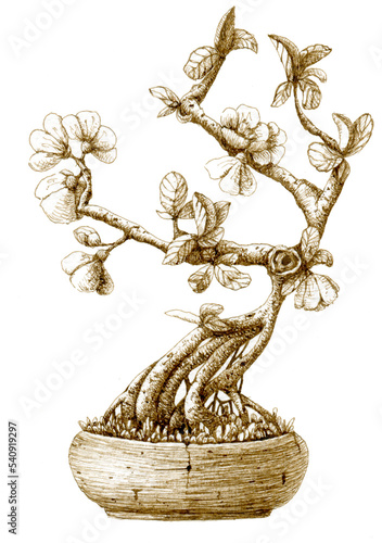 Bonsai apple tree with vase, grass, branches, flowers and leaves. Hand drawn ink pen illustration. Engraving style.