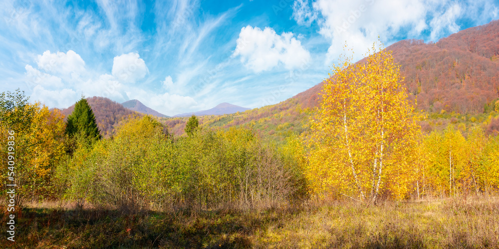 trees in colorful foliage on the grassy meadow. mountain landscape in autumn. beautiful outdoor scenery on a sunny day with fluffy clouds on the blue sky