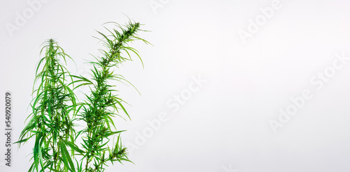 Flowering cannabis plant isolated on white background