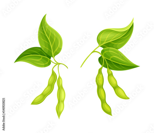 Soy Bean Green Pod Hanging on Branch as Edible Vegan Product Vector Set