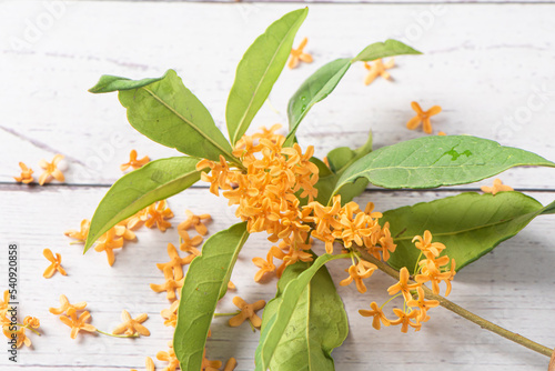 orange flowers of Sweet Osmanthus fragrans. photo