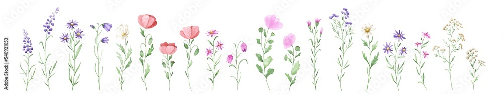 Watercolor set with wild flowers. Delicate poppies, daisies and other red, violet and pink summer herbs