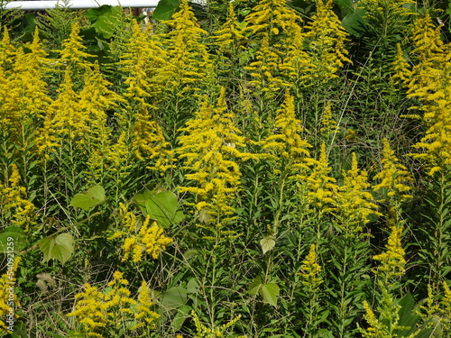 Fototapeta Naklejka Na Ścianę i Meble -  道端に密集して咲く黄色いセイタカアワダチソウの花の群生